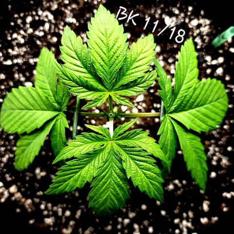 Bubba Kush growlog timeline photo