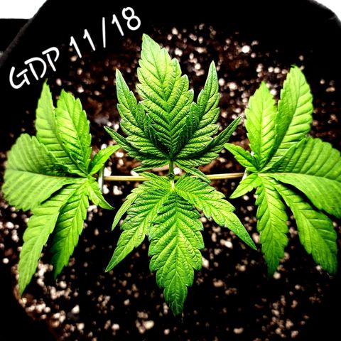 Granddaddy Purple growlog timeline photo