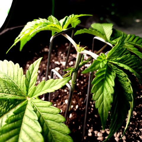 Granddaddy Purple growlog timeline photo