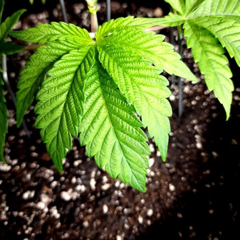 Granddaddy Purple growlog timeline photo