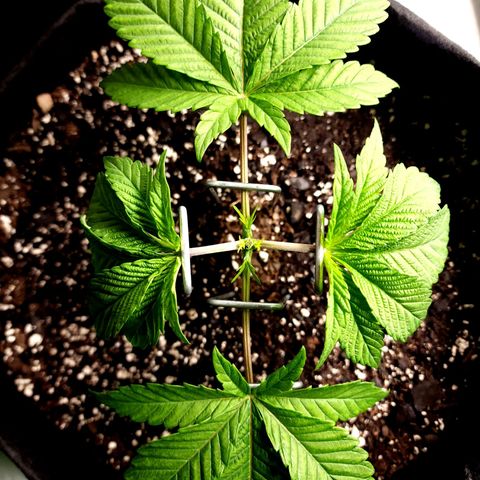 Granddaddy Purple growlog timeline photo