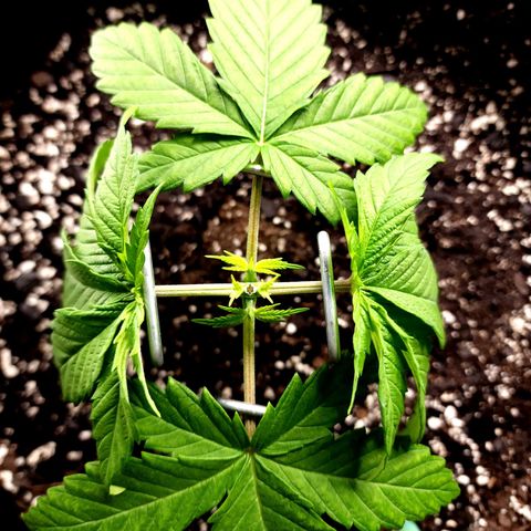 Bubba Kush growlog timeline photo