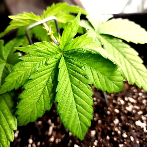Bubba Kush growlog timeline photo