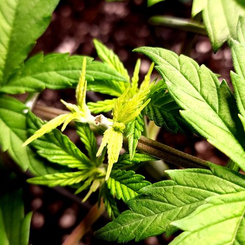 Bubba Kush growlog timeline photo