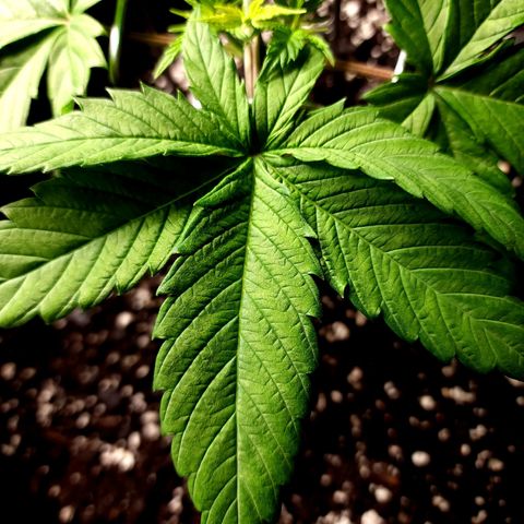 Bubba Kush growlog timeline photo