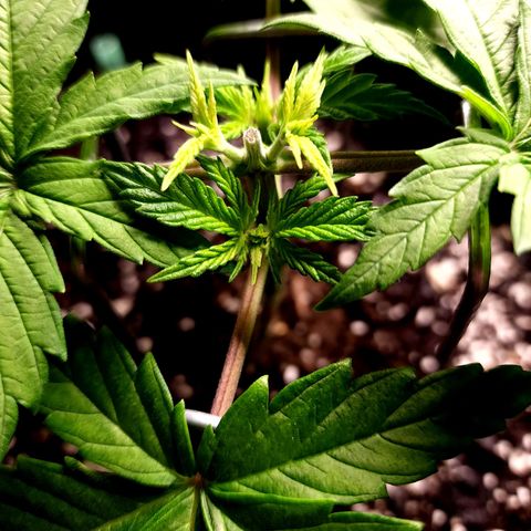 Bubba Kush growlog timeline photo