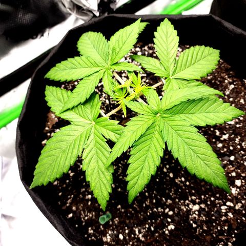 Bubba Kush growlog timeline photo