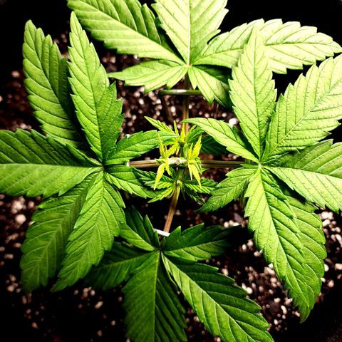 Bubba Kush growlog timeline photo