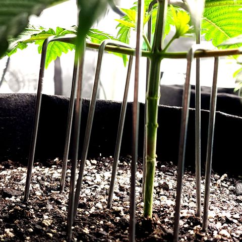 Granddaddy Purple growlog timeline photo