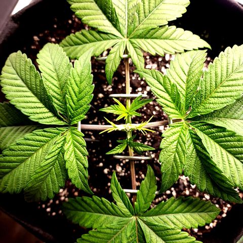Granddaddy Purple growlog timeline photo