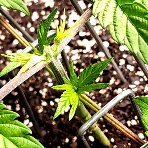 Granddaddy Purple growlog timeline photo