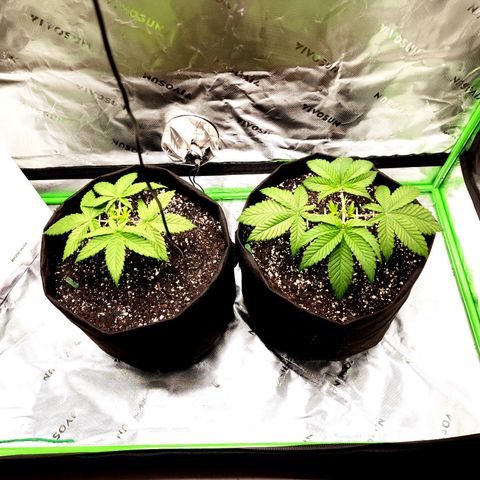 Granddaddy Purple growlog timeline photo