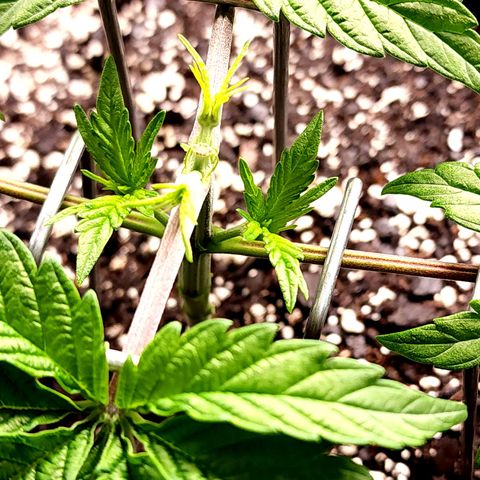 Granddaddy Purple growlog timeline photo