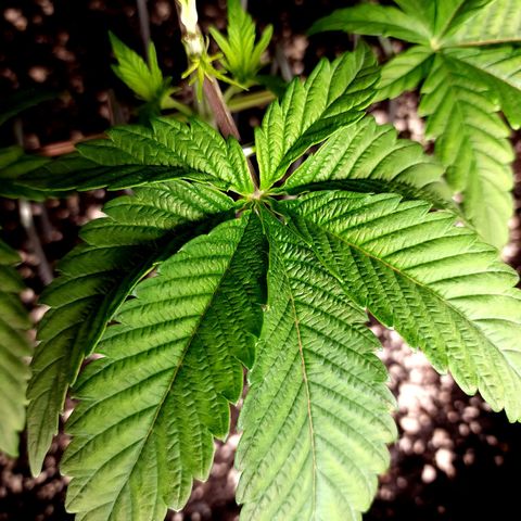 Granddaddy Purple growlog timeline photo