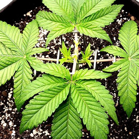 Granddaddy Purple growlog timeline photo