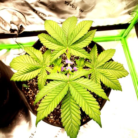 Granddaddy Purple growlog timeline photo
