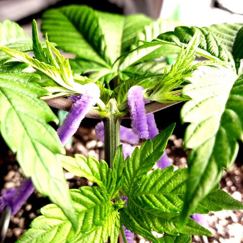 Granddaddy Purple growlog timeline photo