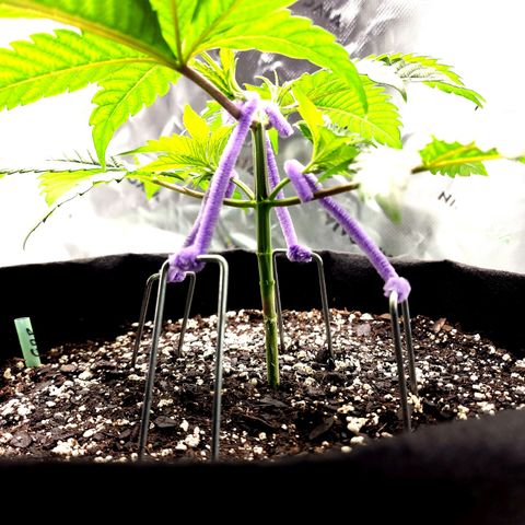 Granddaddy Purple growlog timeline photo
