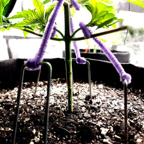 Granddaddy Purple growlog timeline photo
