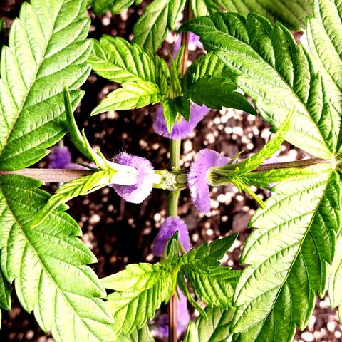 Granddaddy Purple growlog timeline photo