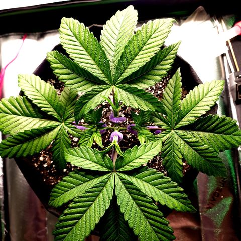 Granddaddy Purple growlog timeline photo