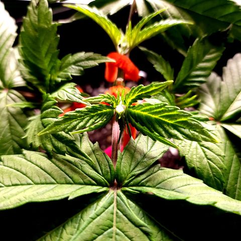 Bubba Kush growlog timeline photo
