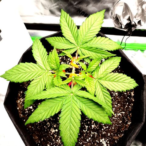 Bubba Kush growlog timeline photo