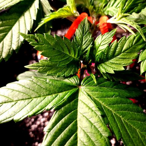 Bubba Kush growlog timeline photo