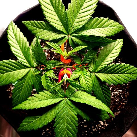 Bubba Kush growlog timeline photo