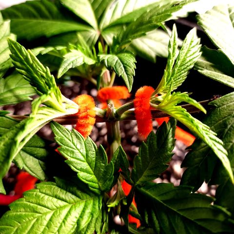 Bubba Kush growlog timeline photo