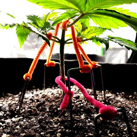 Bubba Kush growlog timeline photo