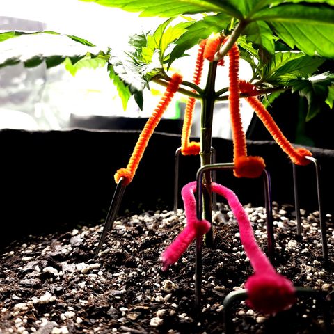 Bubba Kush growlog timeline photo