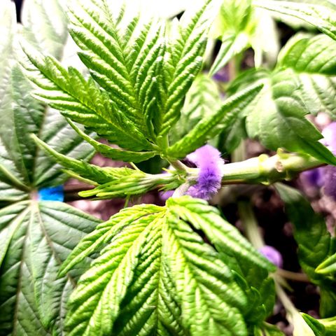 Granddaddy Purple growlog timeline photo