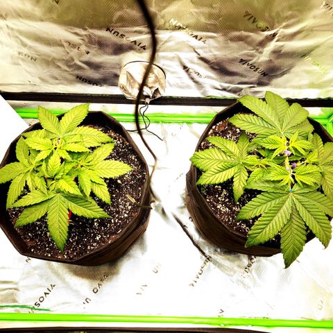 Granddaddy Purple growlog timeline photo