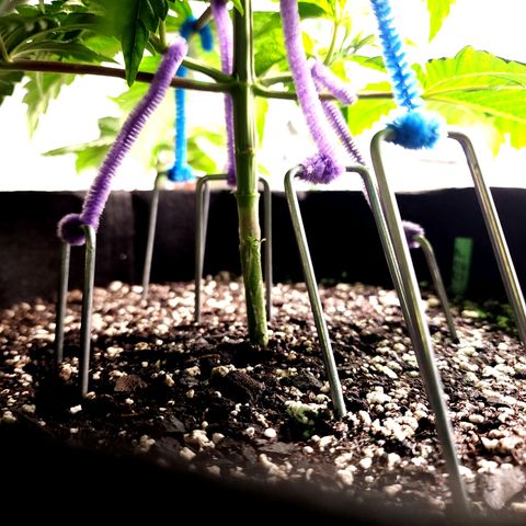 Granddaddy Purple growlog timeline photo