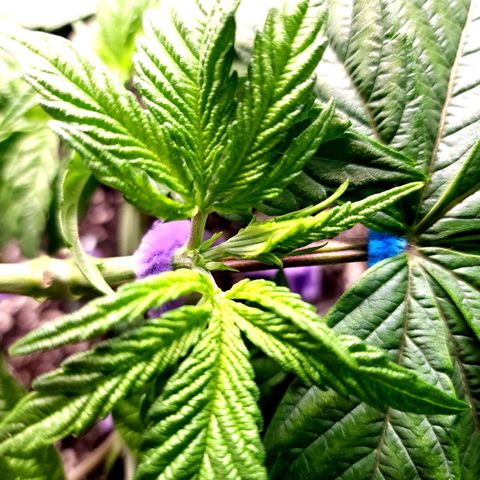 Granddaddy Purple growlog timeline photo