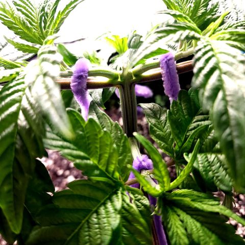 Granddaddy Purple growlog timeline photo