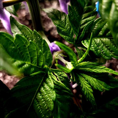Granddaddy Purple growlog timeline photo