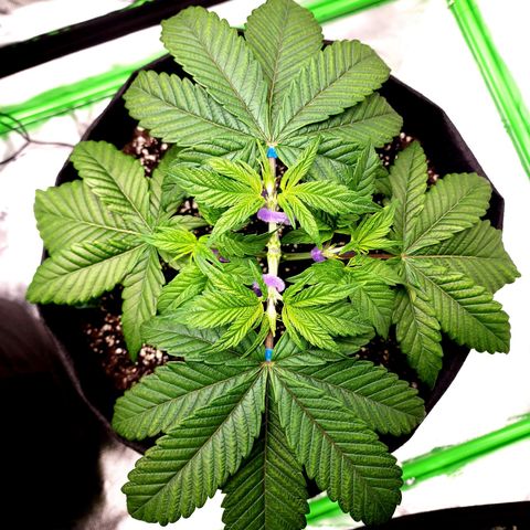 Granddaddy Purple growlog timeline photo