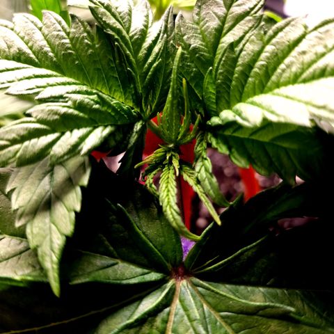 Bubba Kush growlog timeline photo