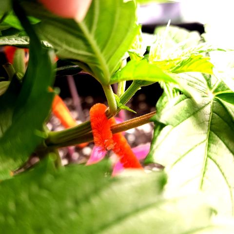 Bubba Kush growlog timeline photo