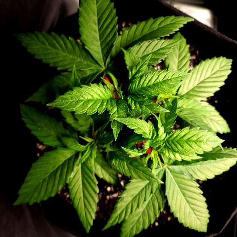 Bubba Kush growlog timeline photo