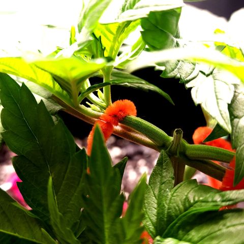 Bubba Kush growlog timeline photo