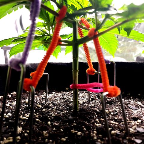 Bubba Kush growlog timeline photo