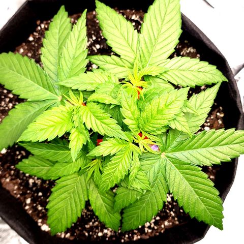 Bubba Kush growlog timeline photo