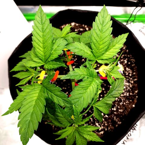 Bubba Kush growlog timeline photo