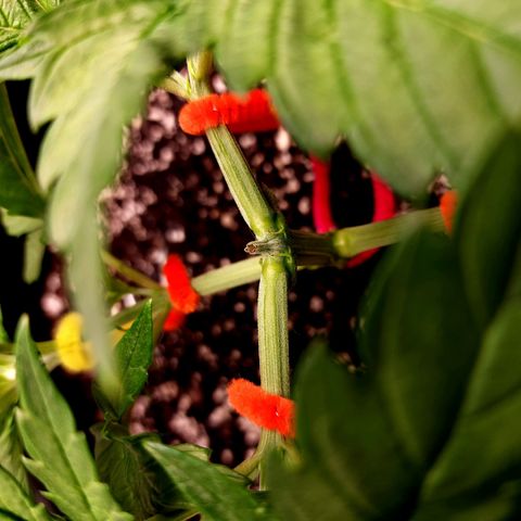 Bubba Kush growlog timeline photo