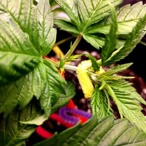 Bubba Kush growlog timeline photo