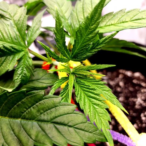 Bubba Kush growlog timeline photo