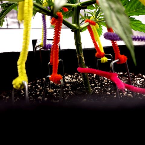 Bubba Kush growlog timeline photo